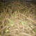 菊苣根分为两种一种是出菜的另外一种是做加工的