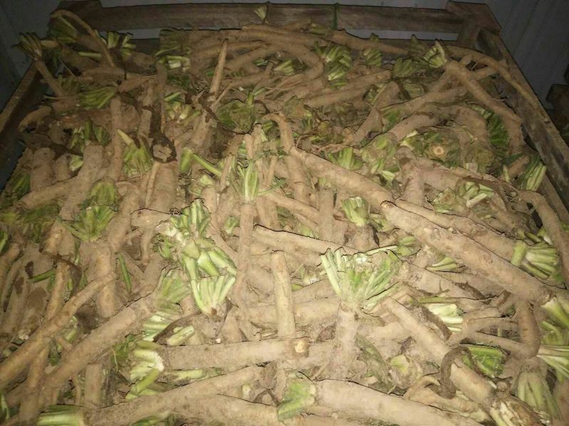 菊苣根分为两种一种是出菜的另外一种是做加工的
