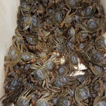 兴化大闸蟹食用1.7-1.9两/只雌