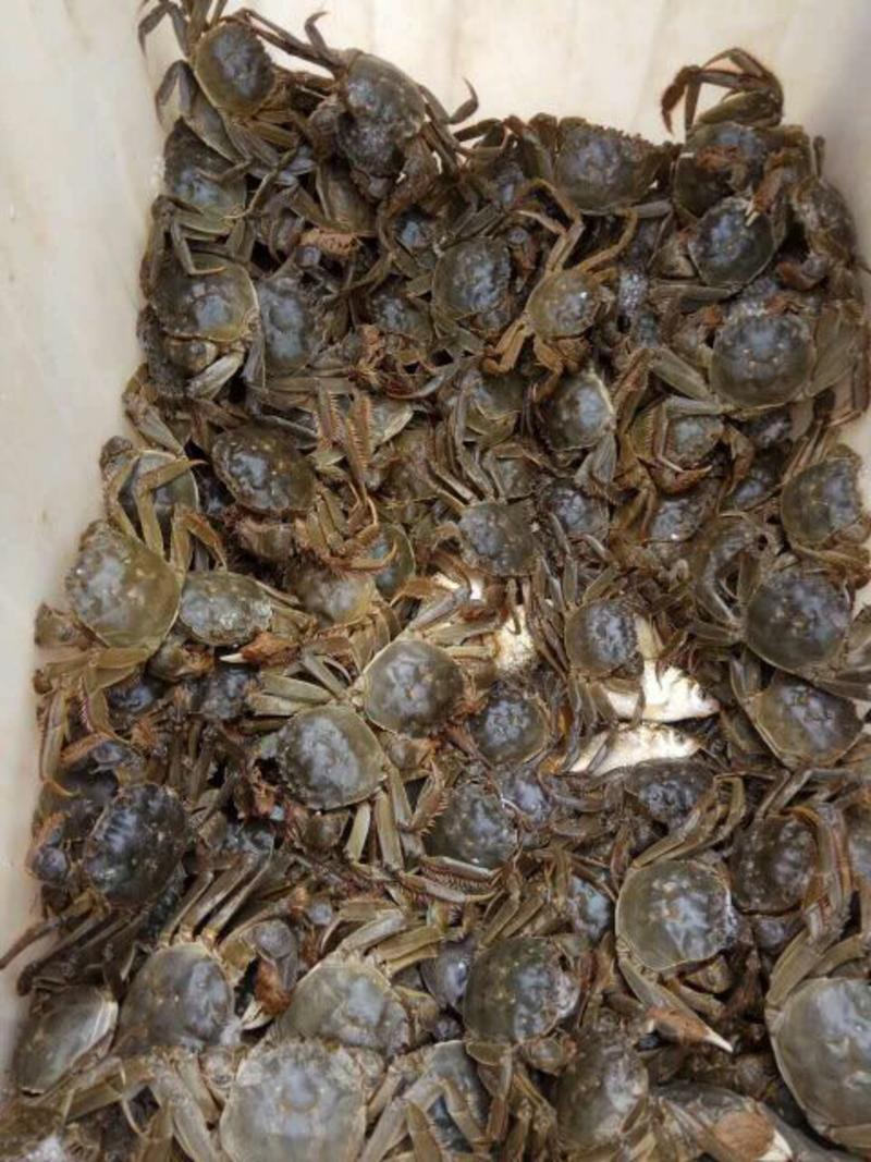 兴化大闸蟹食用1.7-1.9两/只雌