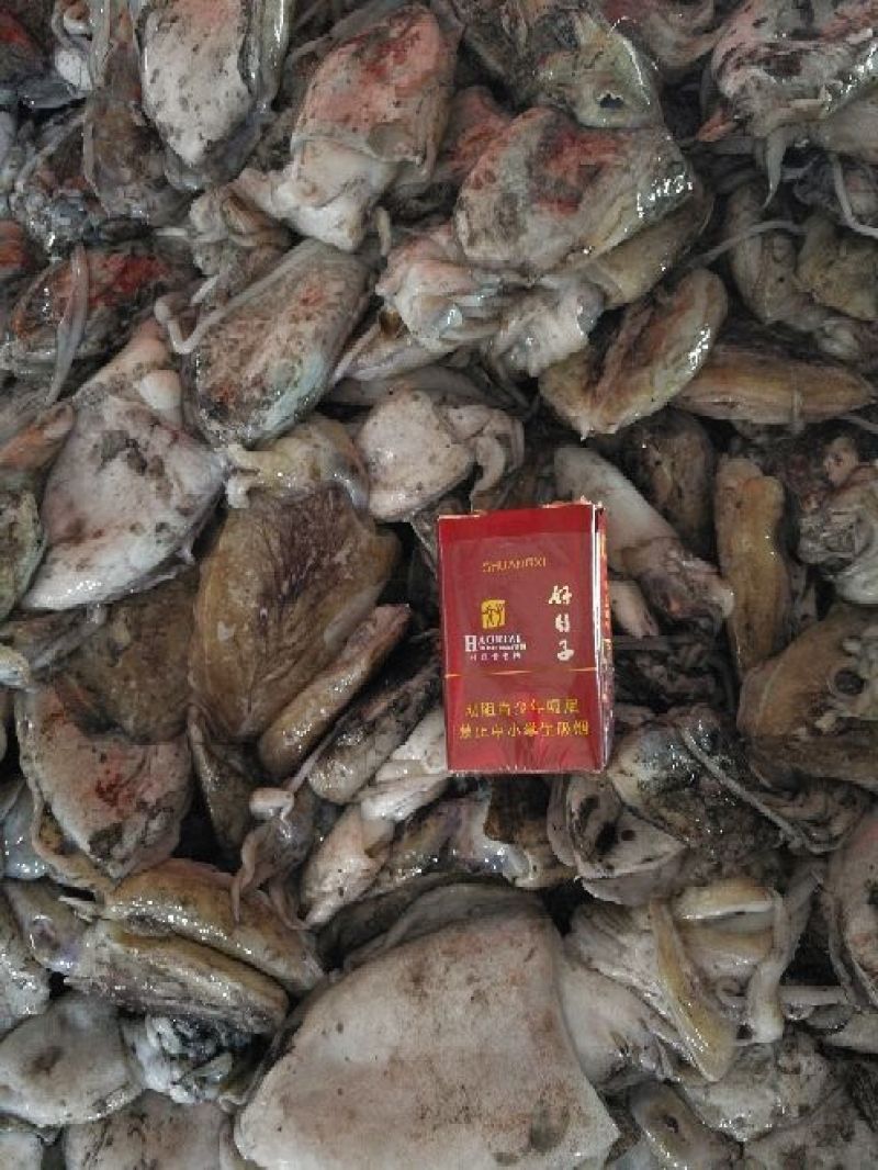 墨鱼仔