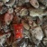 墨鱼仔