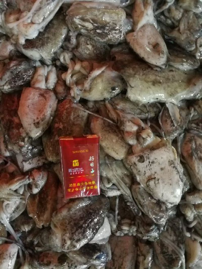 墨鱼仔
