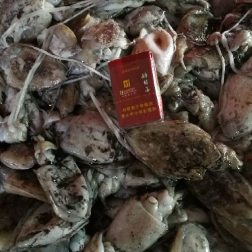 墨鱼仔