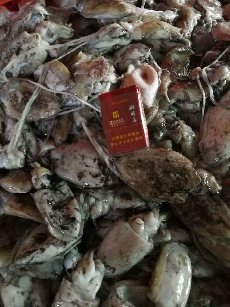 墨鱼仔