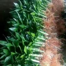 观音竹海南基地种植批发粗度均匀够粗大无烂叶黄斑