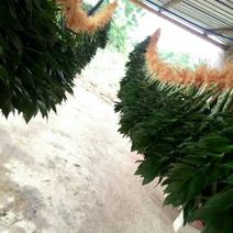 海南基地种植一手货源批发观音竹干粗叶绿根系多