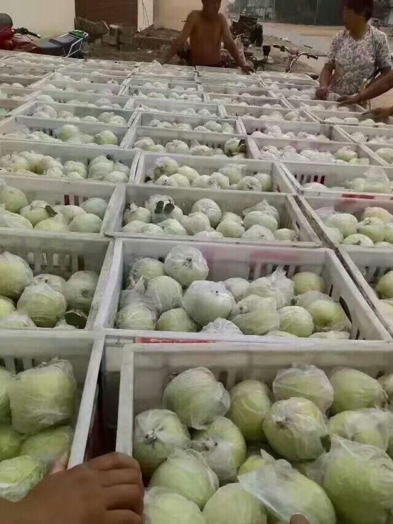 金帅苹果黄金帅苹果种植基地75mm以上膜袋金帅苹果