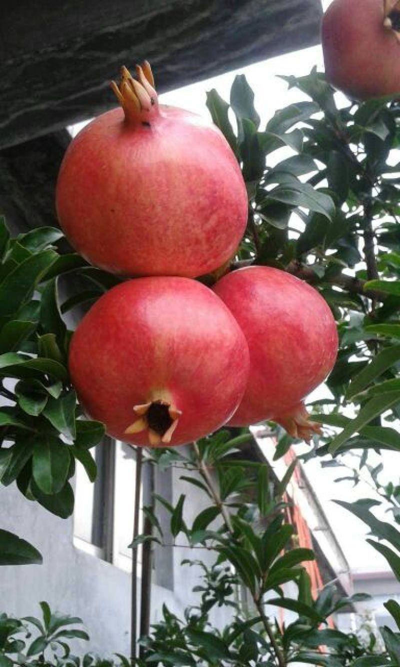 石榴苗扦插苗泰山红石榴苗软籽石榴苗嫁接黑仔石榴苗