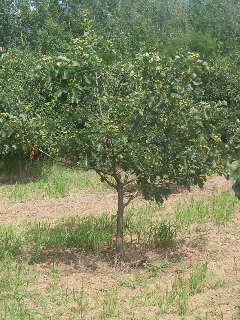 山楂树6~8cm1.5~2米
