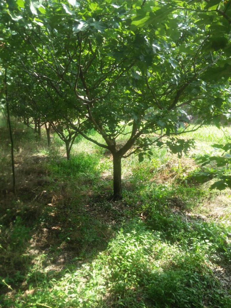 山楂树6~8cm1.5~2米