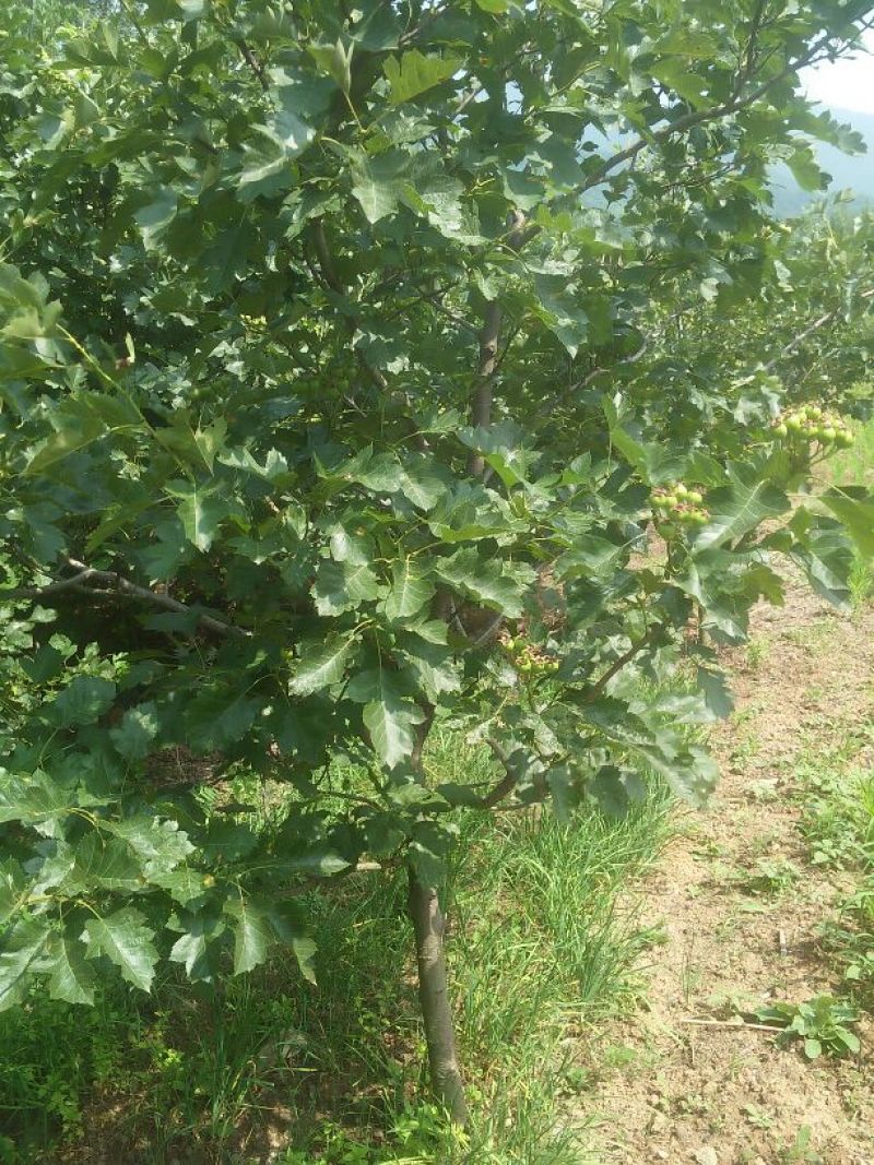 山楂树6~8cm1.5~2米
