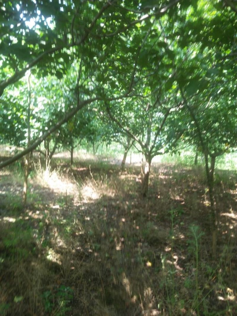 山楂树6~8cm1.5~2米