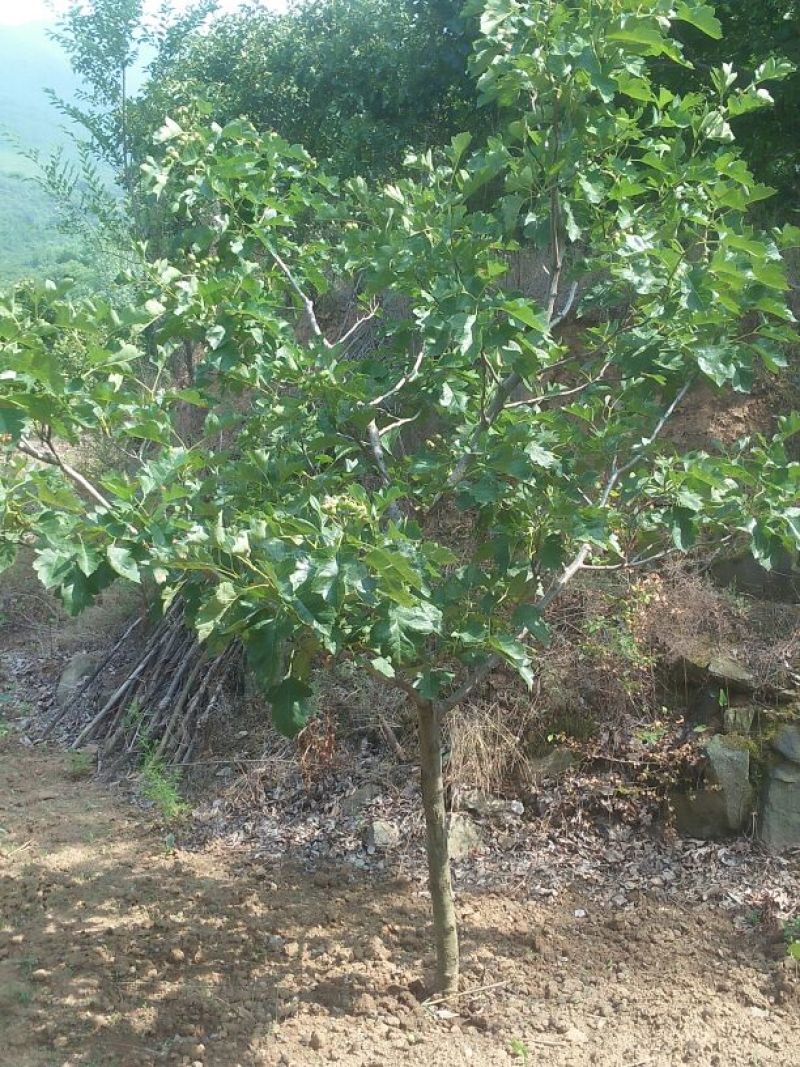 山楂树6~8cm1.5~2米