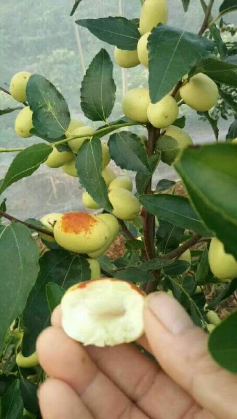小枣苗冬枣苗，金丝枣苗，