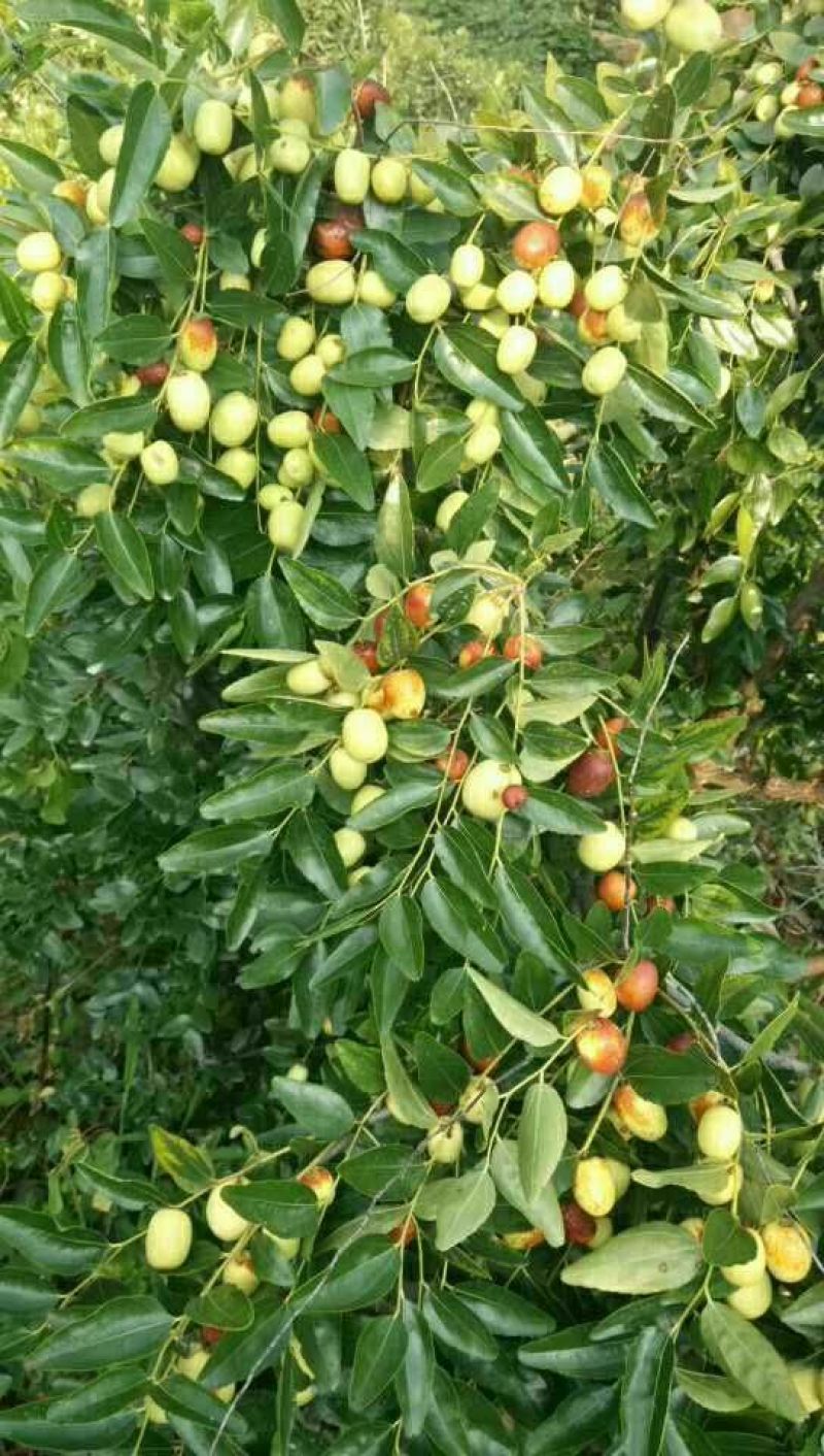 小枣苗冬枣苗，金丝枣苗，
