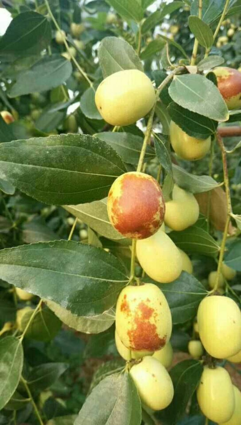 小枣苗冬枣苗，金丝枣苗，