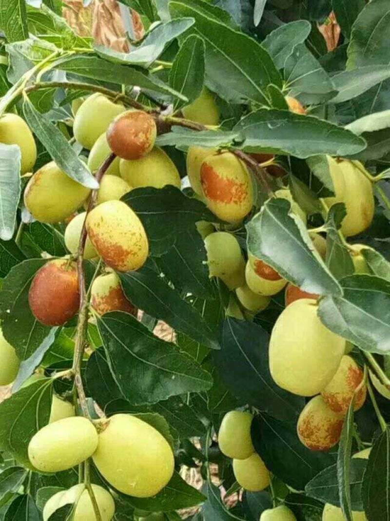 小枣苗冬枣苗，金丝枣苗，