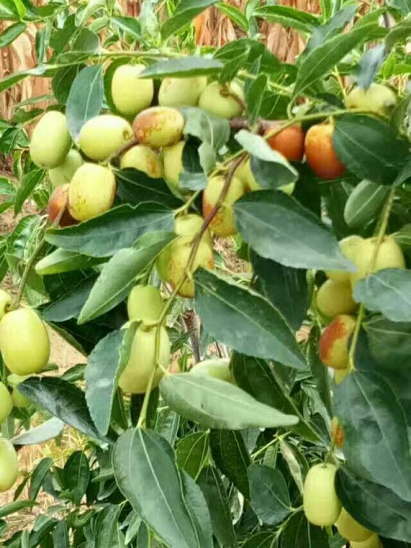 小枣苗冬枣苗，金丝枣苗，