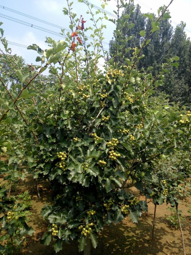 山楂苗大金星山楂苗开红花的山楂苗做绿化用