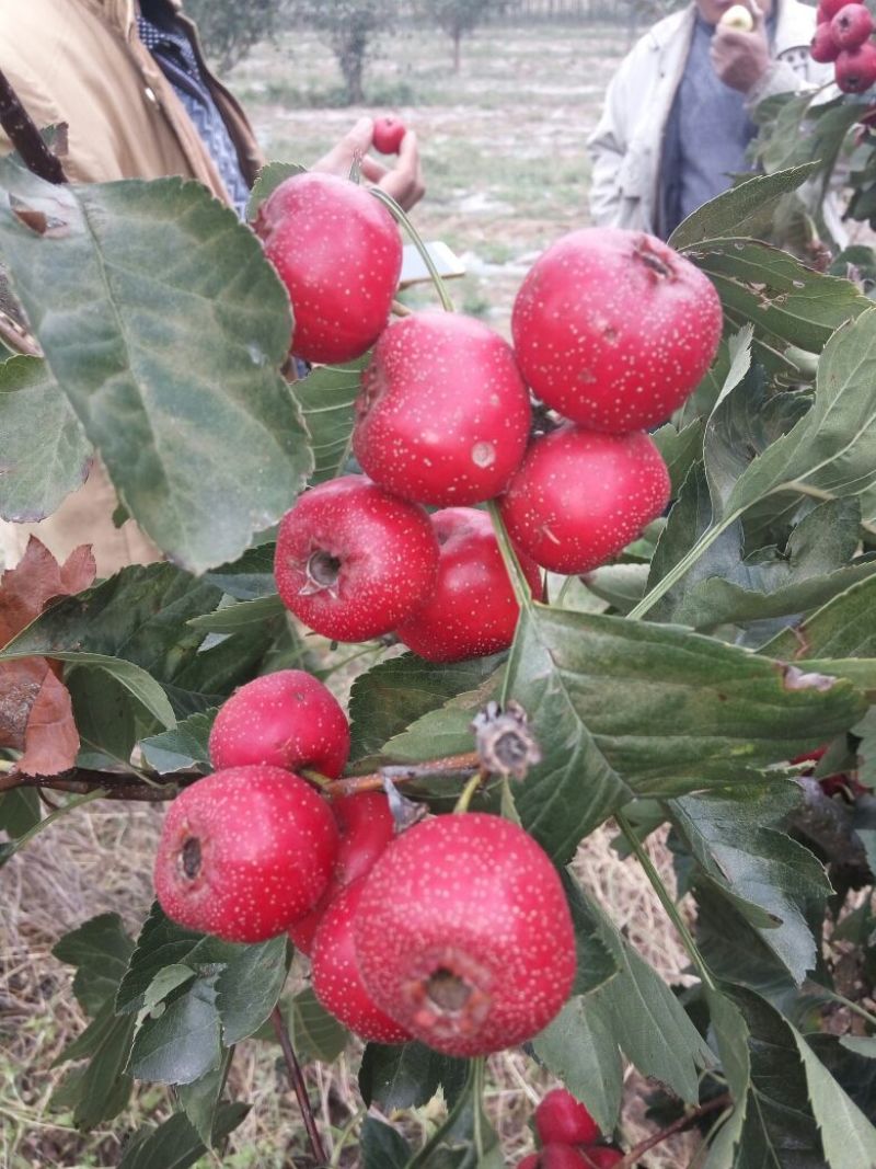 山楂苗大金星山楂苗开红花的山楂苗做绿化用