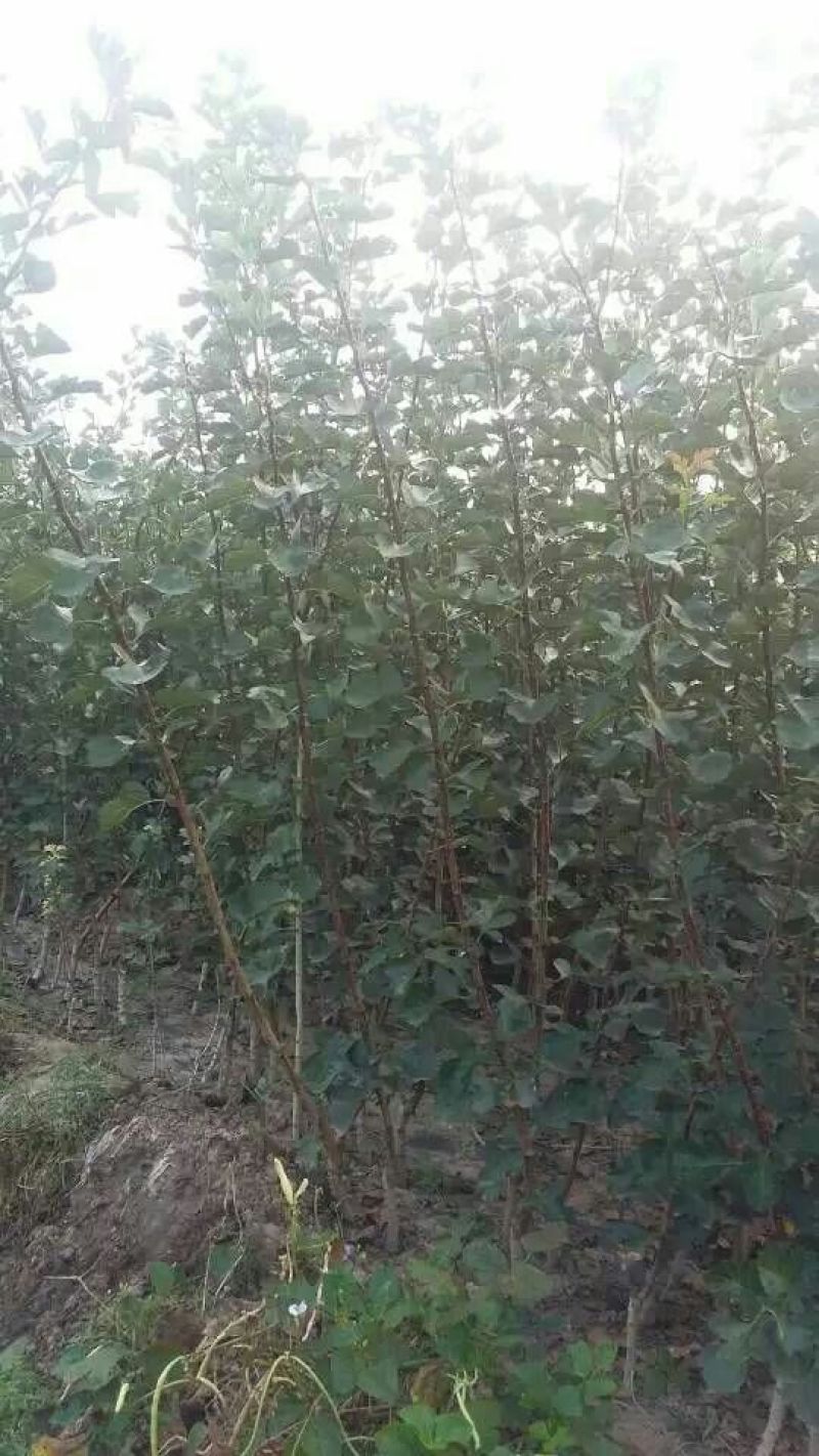 山楂苗大金星山楂苗开红花的山楂苗做绿化用