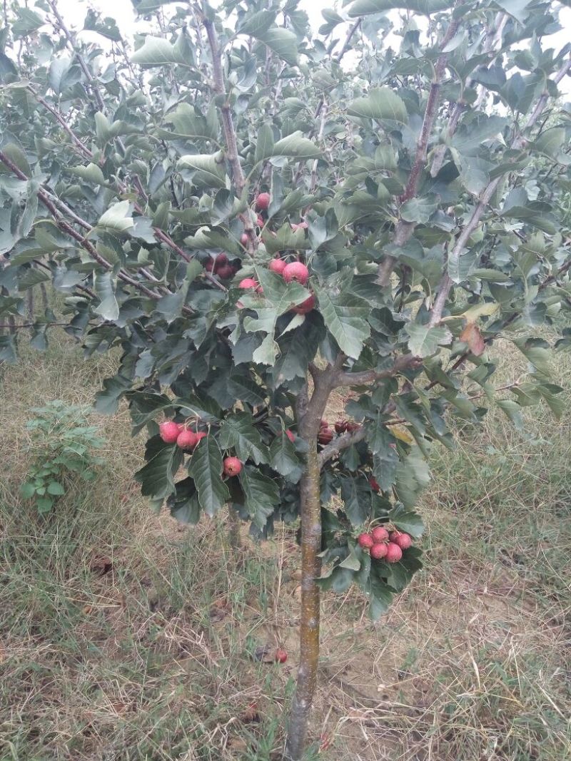 山楂苗大金星山楂苗开红花的山楂苗做绿化用