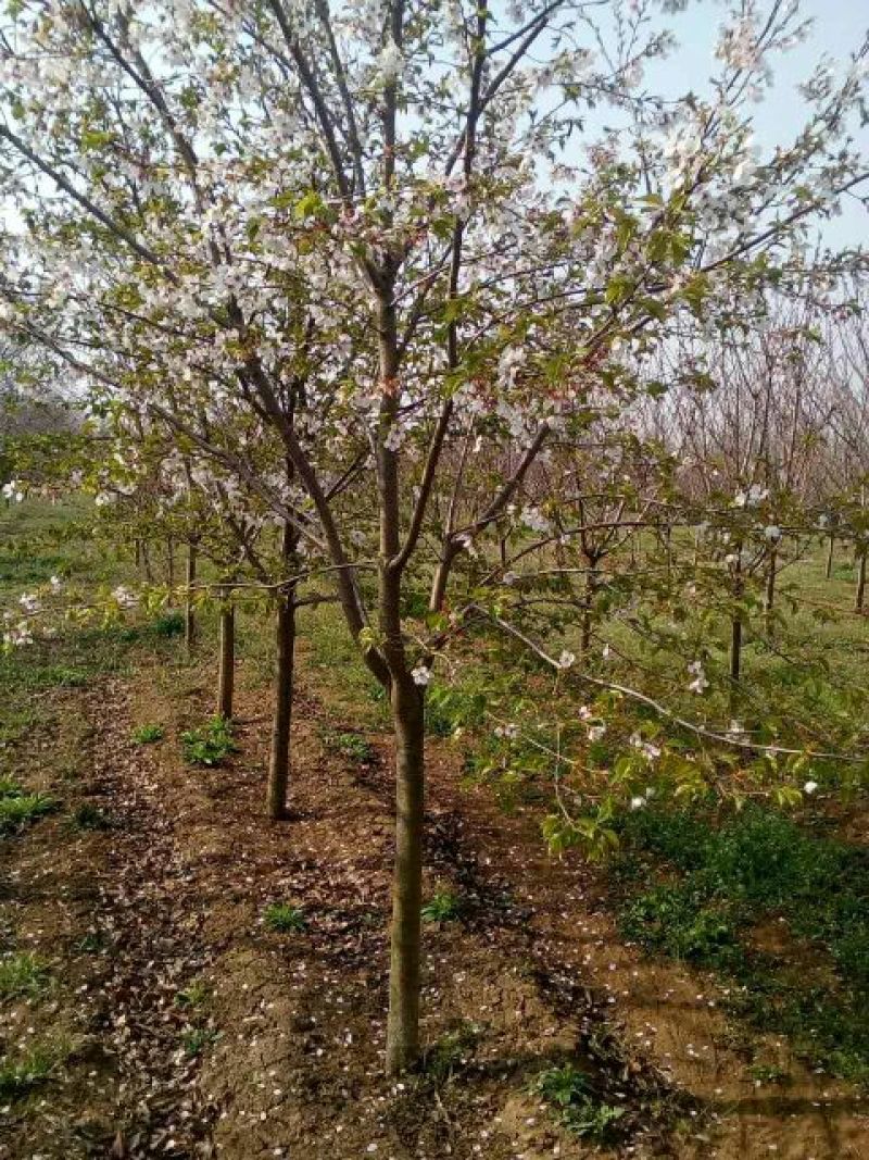 染井吉野樱花杆直树形饱满分支点1.5米的樱花市场价格高