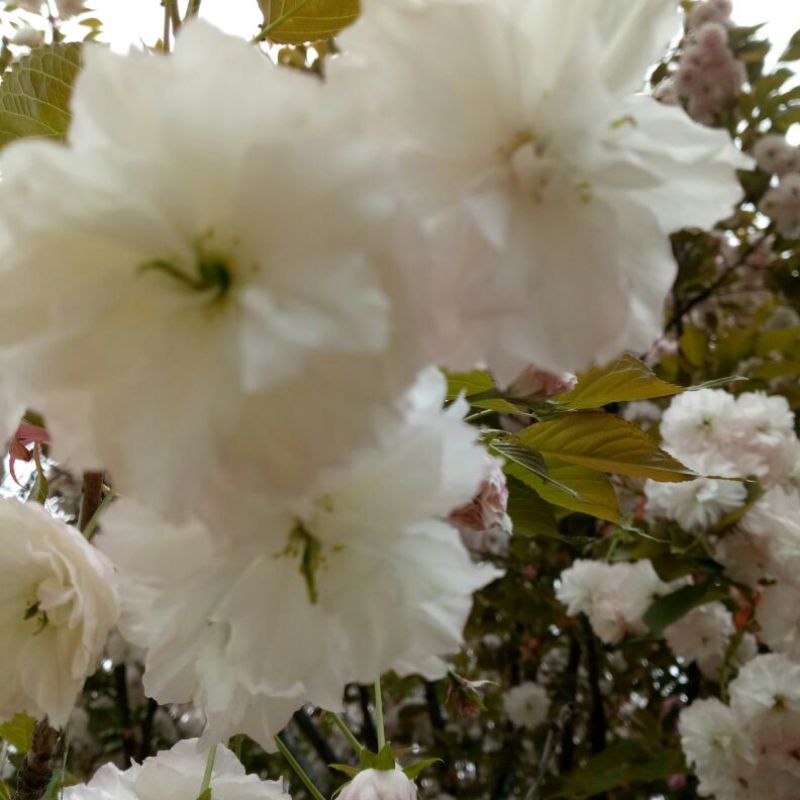 染井吉野樱花杆直树形饱满分支点1.5米的樱花市场价格高