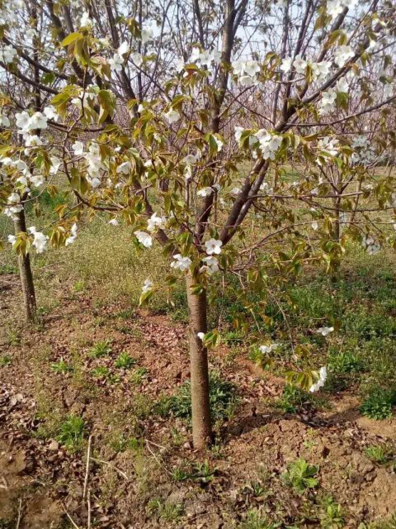 染井吉野樱花杆直树形饱满分支点1.5米的樱花市场价格高