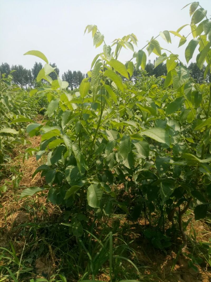 8518核桃苗一年苗嫁薄皮核桃苗核桃苗新品种哪里多