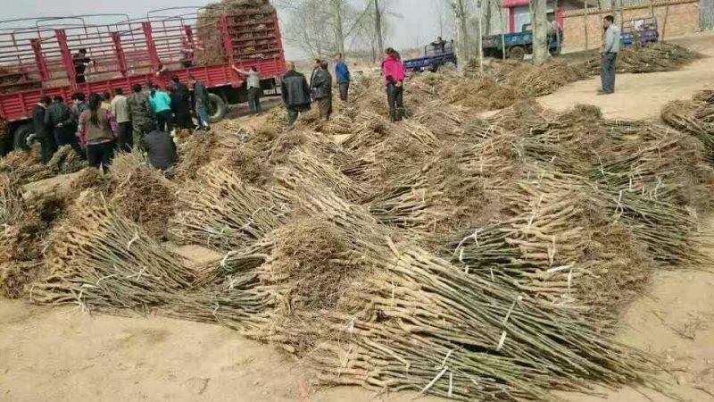 8518核桃苗一年苗嫁薄皮核桃苗核桃苗新品种哪里多