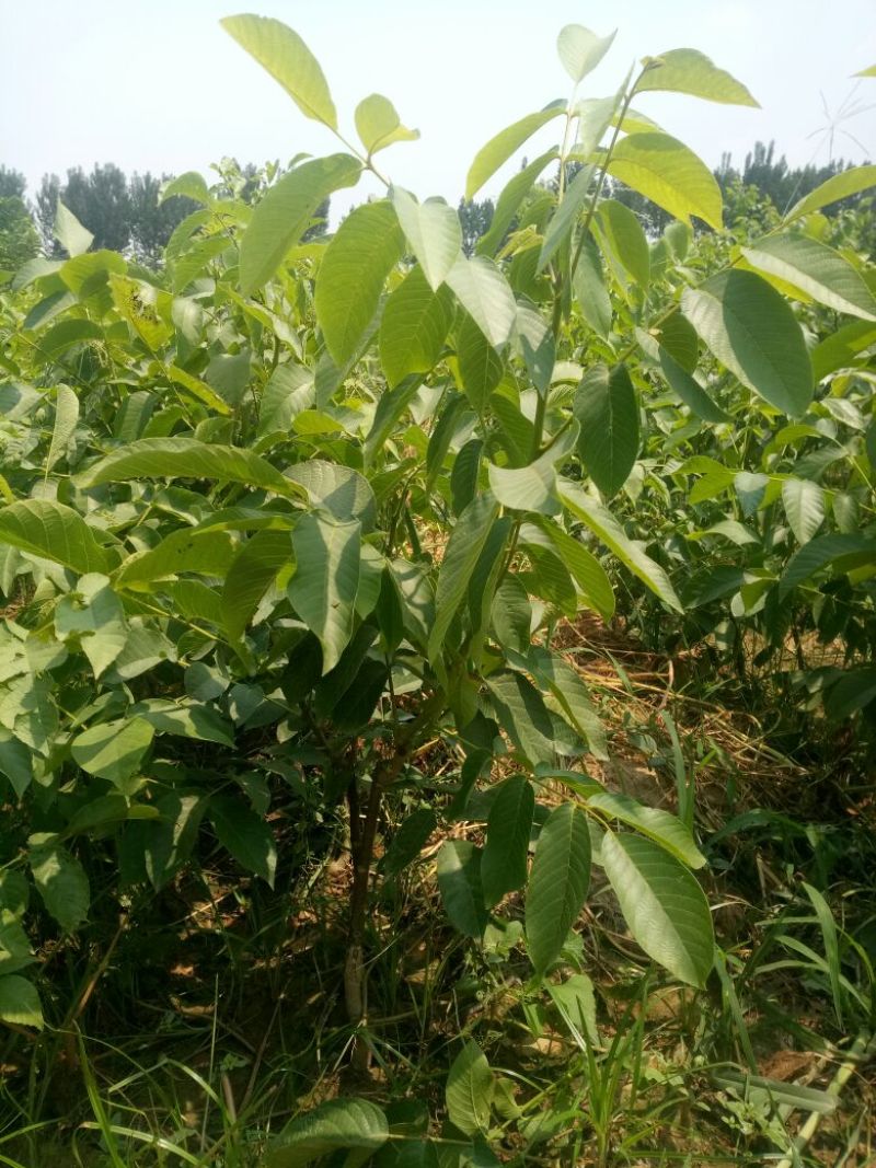 8518核桃苗一年苗嫁薄皮核桃苗核桃苗新品种哪里多