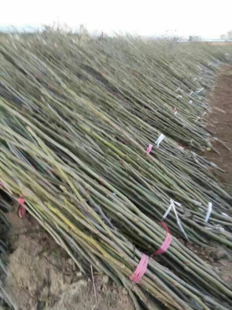 8518核桃苗一年苗嫁薄皮核桃苗核桃苗新品种哪里多