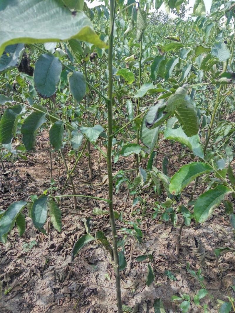 8518核桃苗一年苗嫁薄皮核桃苗核桃苗新品种哪里多