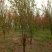 红叶碧桃大红的碧桃青叶碧桃大红花开白花的碧桃比较畅销