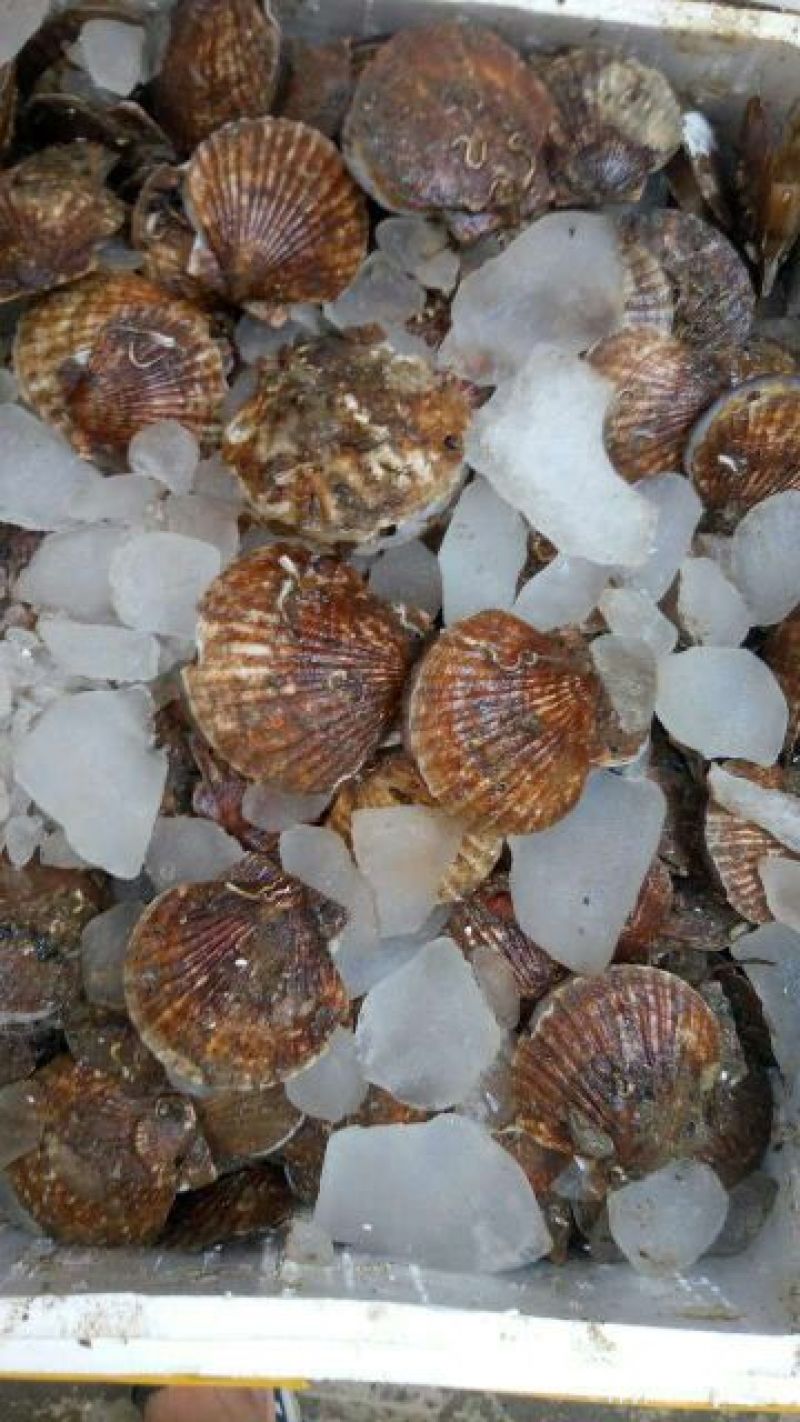 虾夷扇贝食用鲜活10~20只/kg