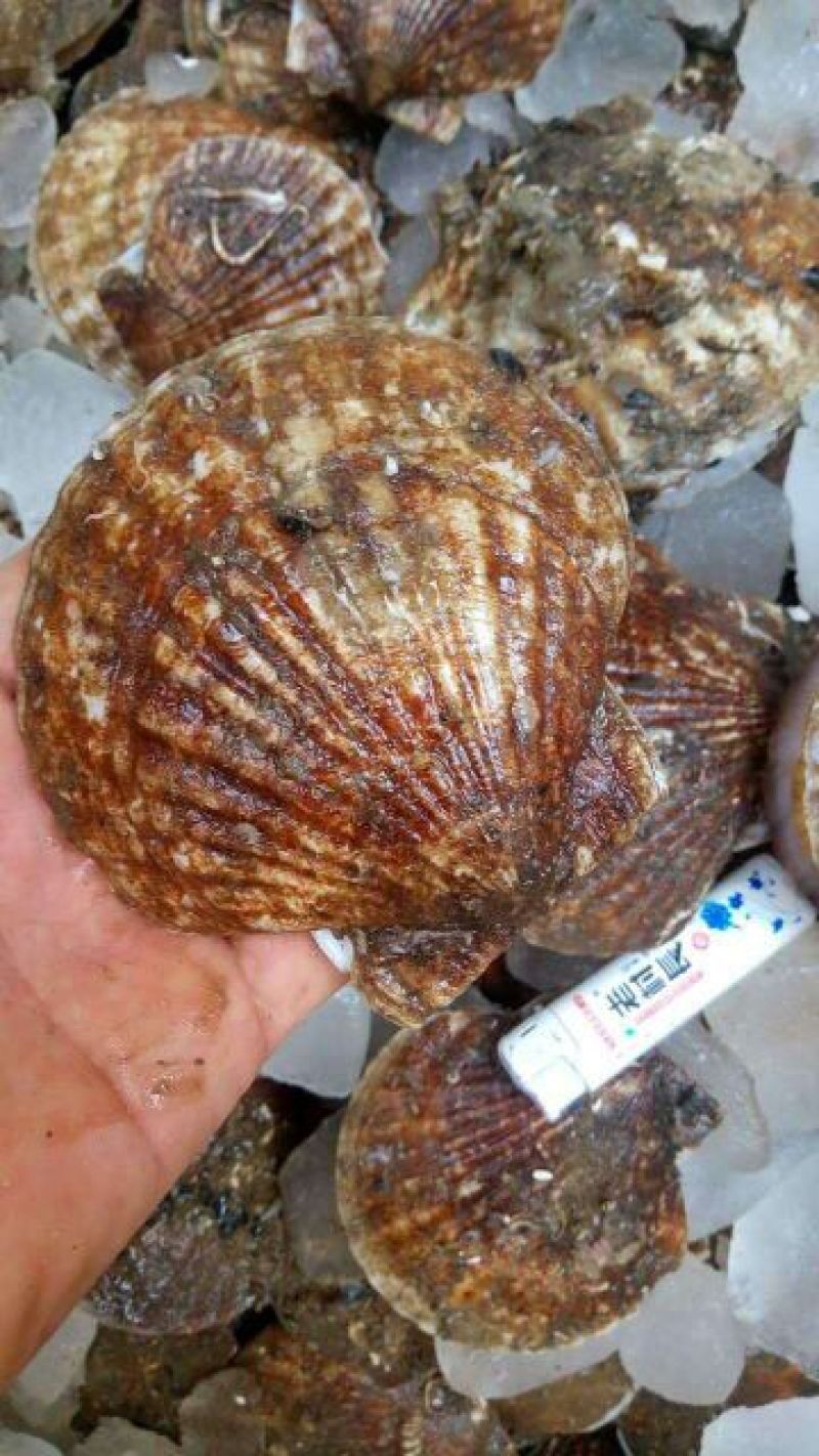 虾夷扇贝食用鲜活10~20只/kg