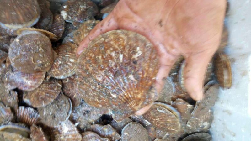 虾夷扇贝食用鲜活10~20只/kg
