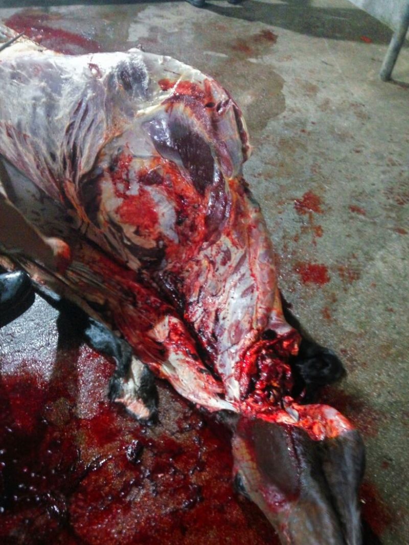 五香驴肉