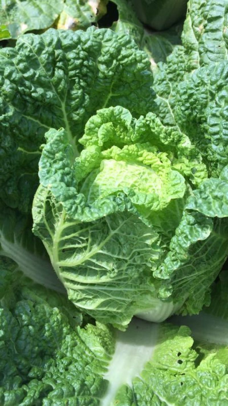 河北万亩大娃娃菜新鲜上市对接全国欢迎来电