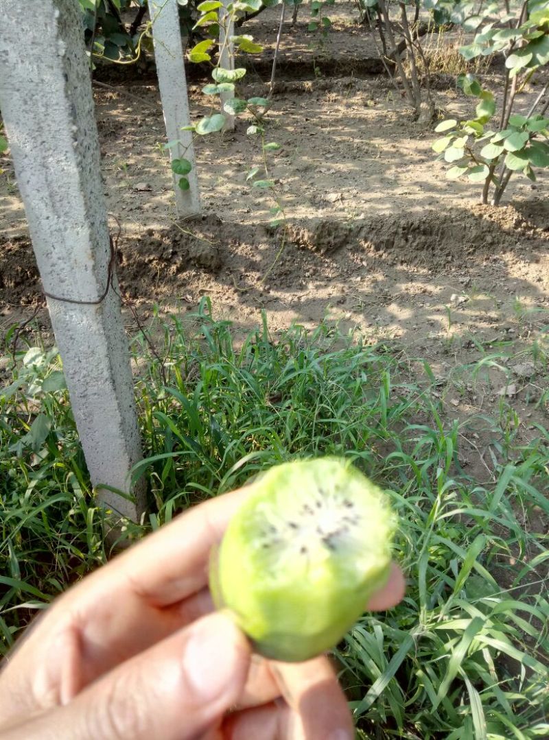 周至猕猴桃80~100克