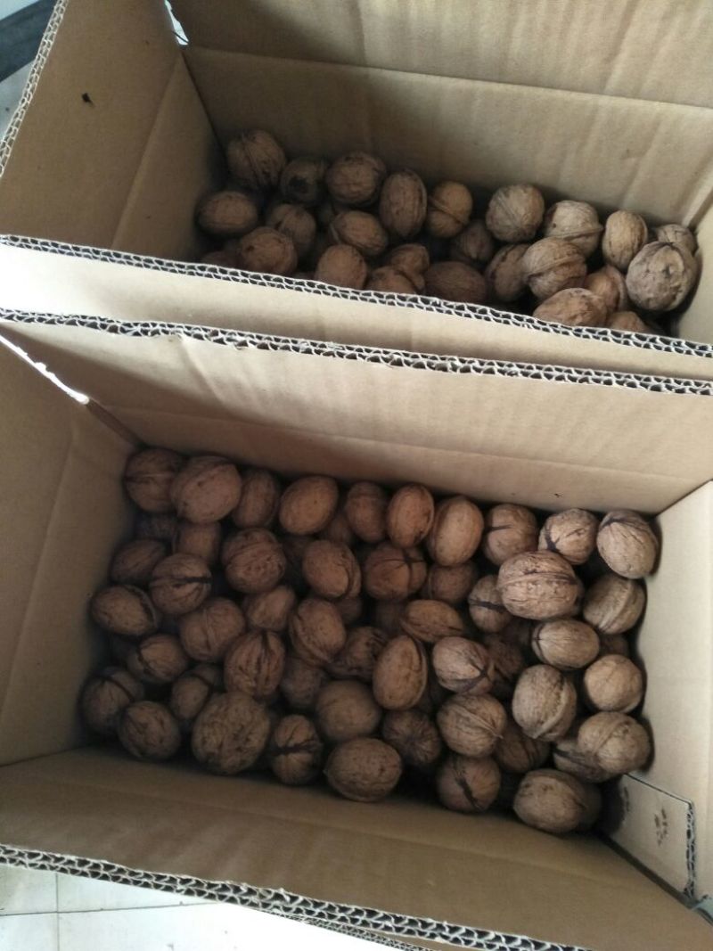 薄皮核桃去皮干