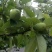 木瓜树171~200cm