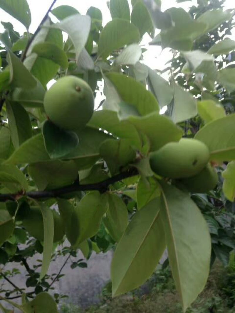木瓜树171~200cm