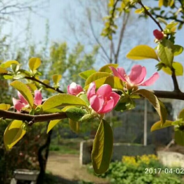 木瓜树171~200cm