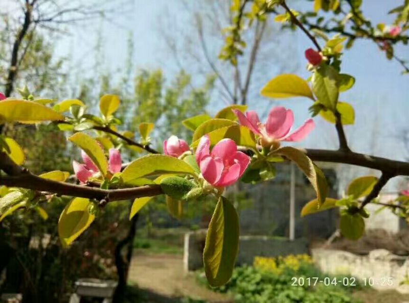 木瓜树171~200cm