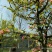 木瓜树171~200cm