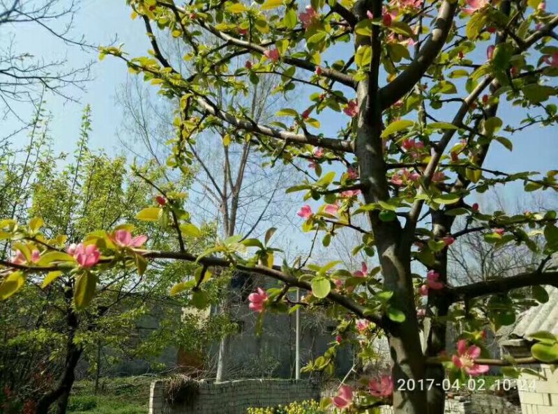 木瓜树171~200cm
