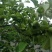 木瓜树171~200cm